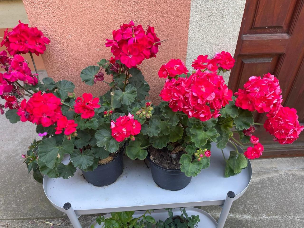 Garden Hostel