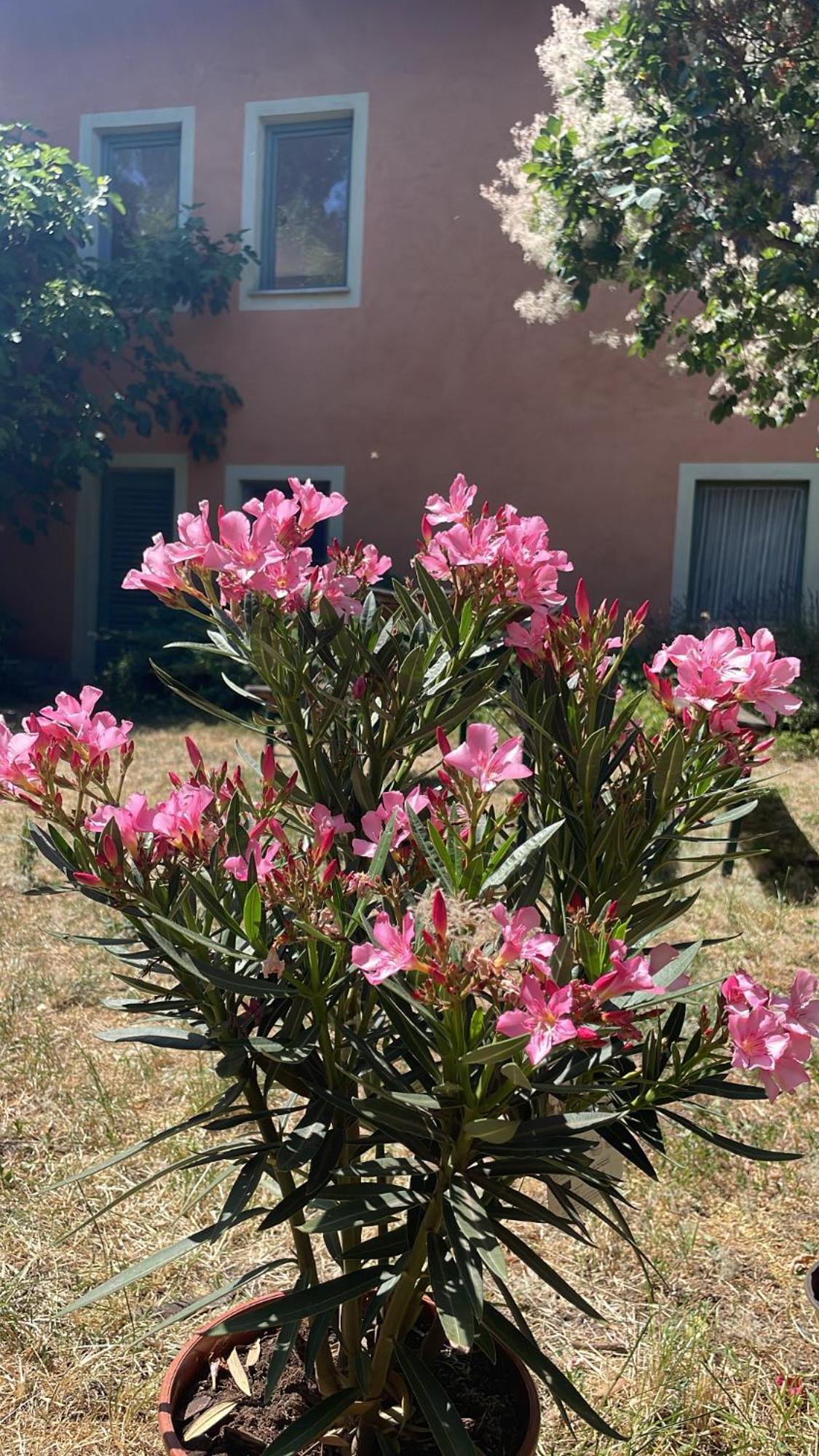 Garden * Boedapest